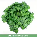 Décoration 6 Pièces de Lierre Artificiel Suspendu